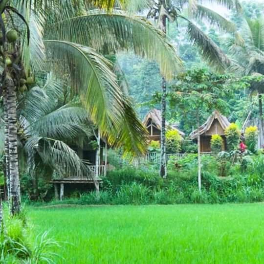 Tereng Wilis Bungalows Tetebatu Extérieur photo