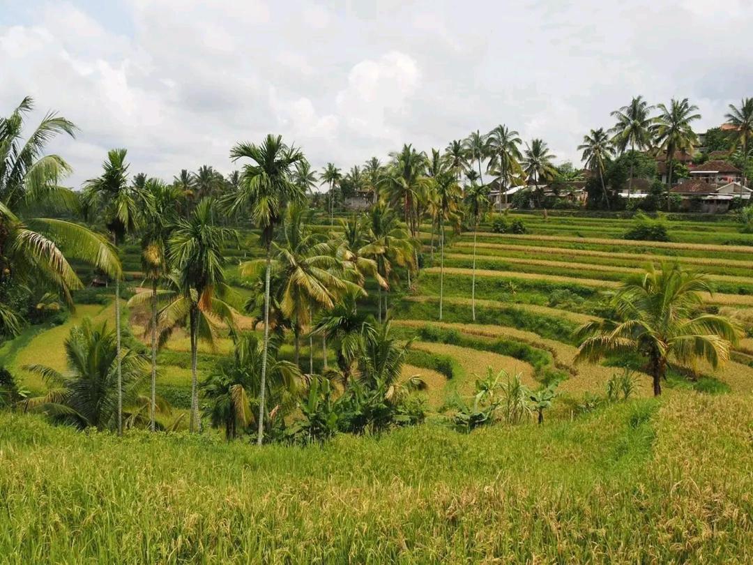 Tereng Wilis Bungalows Tetebatu Extérieur photo