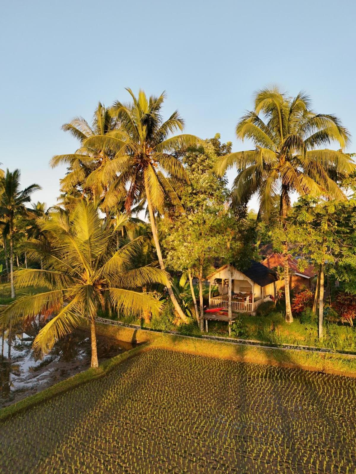 Tereng Wilis Bungalows Tetebatu Extérieur photo