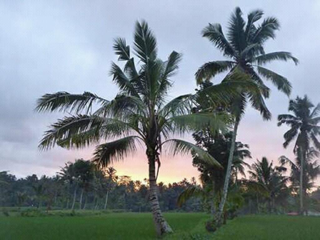 Tereng Wilis Bungalows Tetebatu Extérieur photo