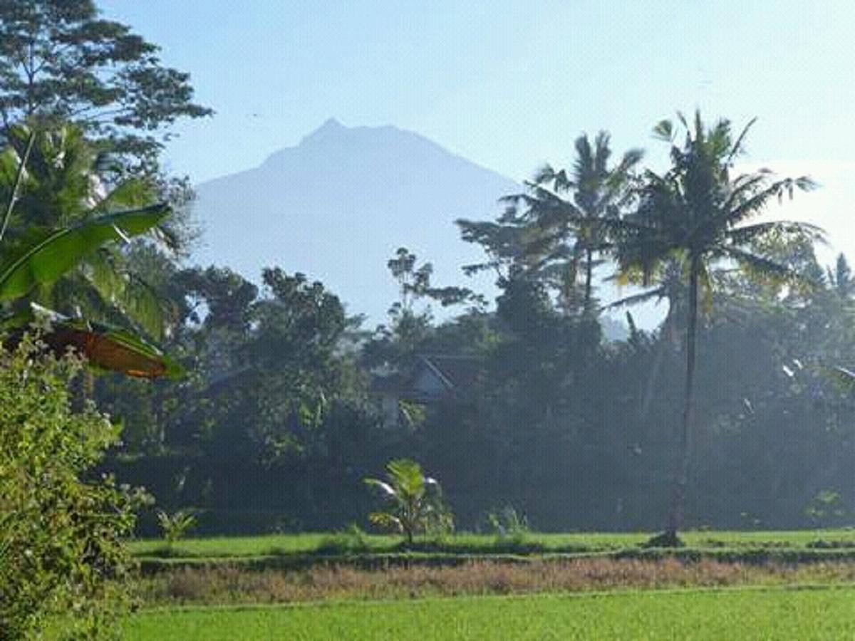 Tereng Wilis Bungalows Tetebatu Extérieur photo